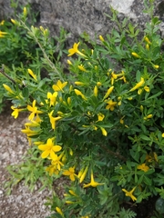 Chrysojasminum fruticans