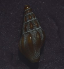 Bela
