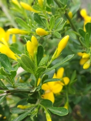 Chrysojasminum fruticans