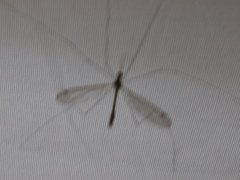 Tipuloidea