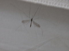 Tipuloidea