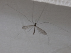 Tipuloidea
