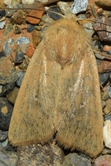Mythimna sicula