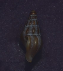Bela