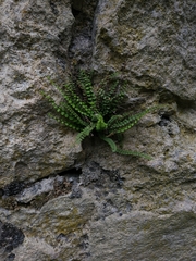 Asplenium trichomanes