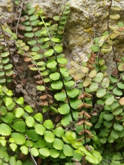 Asplenium trichomanes