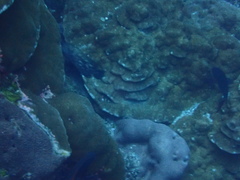 Rypticus bicolor