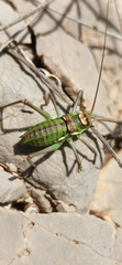 Parasteropleurus martorellii