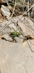 Parasteropleurus martorellii