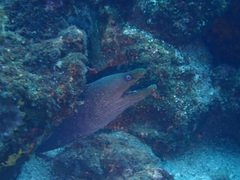 Gymnothorax dovii