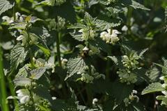 Lamium album