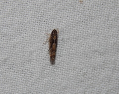 Scaphoideus omani