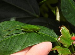 Chloroscirtus forcipatus