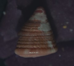 Jujubinus exasperatus