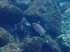 Heteropriacanthus carolinus