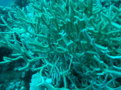 Melithaea rubrinodis