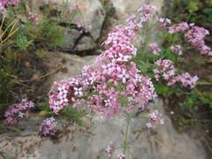 Asperula aristata