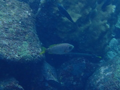 Heteropriacanthus carolinus