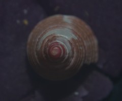 Jujubinus exasperatus