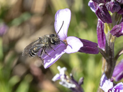 Andrena chalcogastra