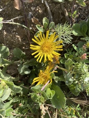 Grindelia stricta platyphylla