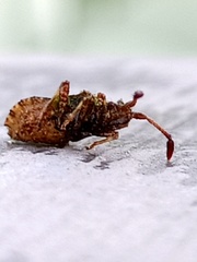 Strobilotoma typhaecornis