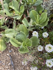 Grindelia stricta platyphylla