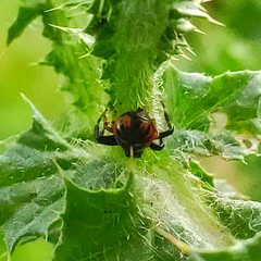 Synema globosum