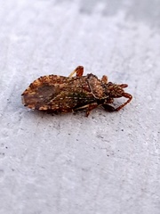 Strobilotoma typhaecornis