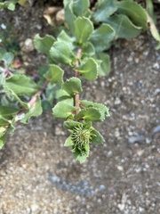 Grindelia stricta platyphylla