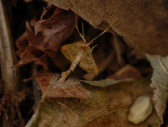 Endotricha rogenhoferi