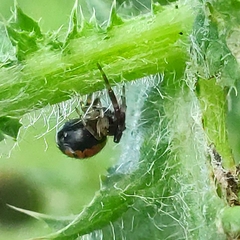 Synema globosum