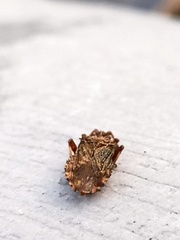 Strobilotoma typhaecornis