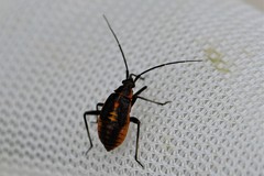 Calocoris nemoralis