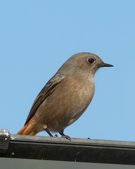 Phoenicurus ochruros
