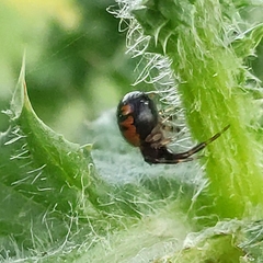 Synema globosum