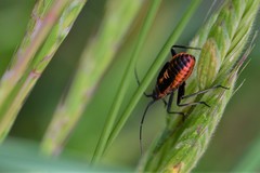 Calocoris nemoralis