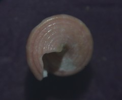 Jujubinus exasperatus