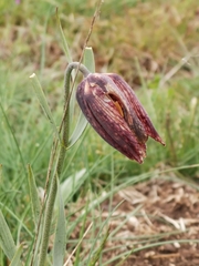 Fritillaria montana