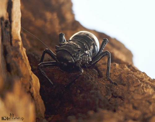 Eugaster spinulosa