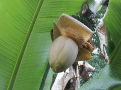 Musa