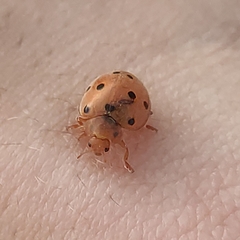 Henosepilachna argus