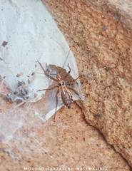 Rhynocoris erythropus