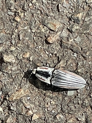 Chalcolepidius erythroloma