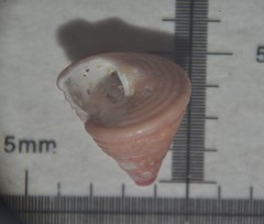 Jujubinus exasperatus