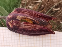 Fritillaria montana