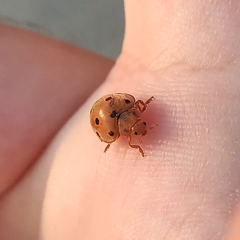 Henosepilachna argus