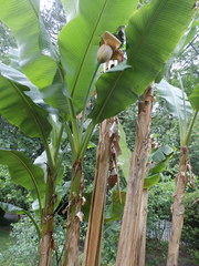 Musa