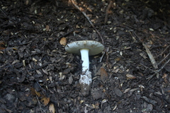 Amanita diemii
