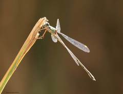 Chalcolestes viridis